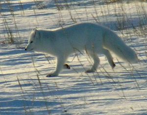 A photo of arctic fox walking in the snow tundra.