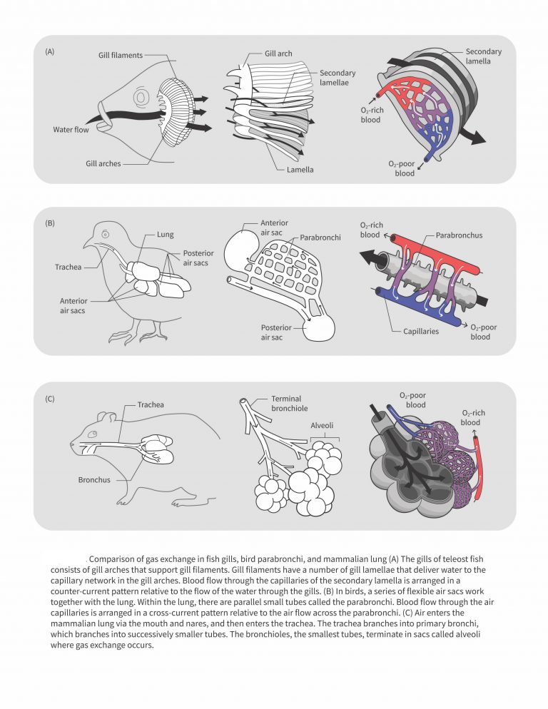 Introductory Animal Physiology