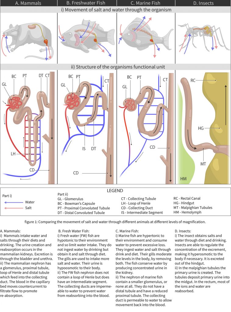 Introductory Animal Physiology