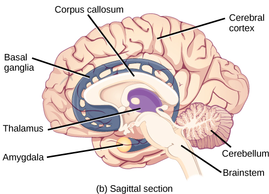 8.2 – Brain evolution – Introductory Animal Physiology