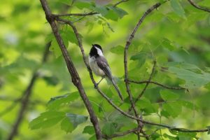 Black-capped chickadee in alert posture on a branch with green vegetation in the background.