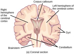 Coronal section of the human brain