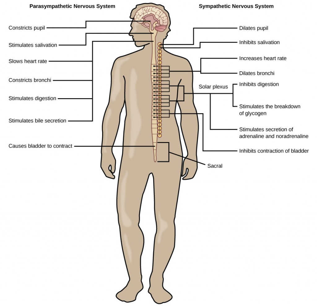 Sympathetic and parasympathetic nervous system in humans.