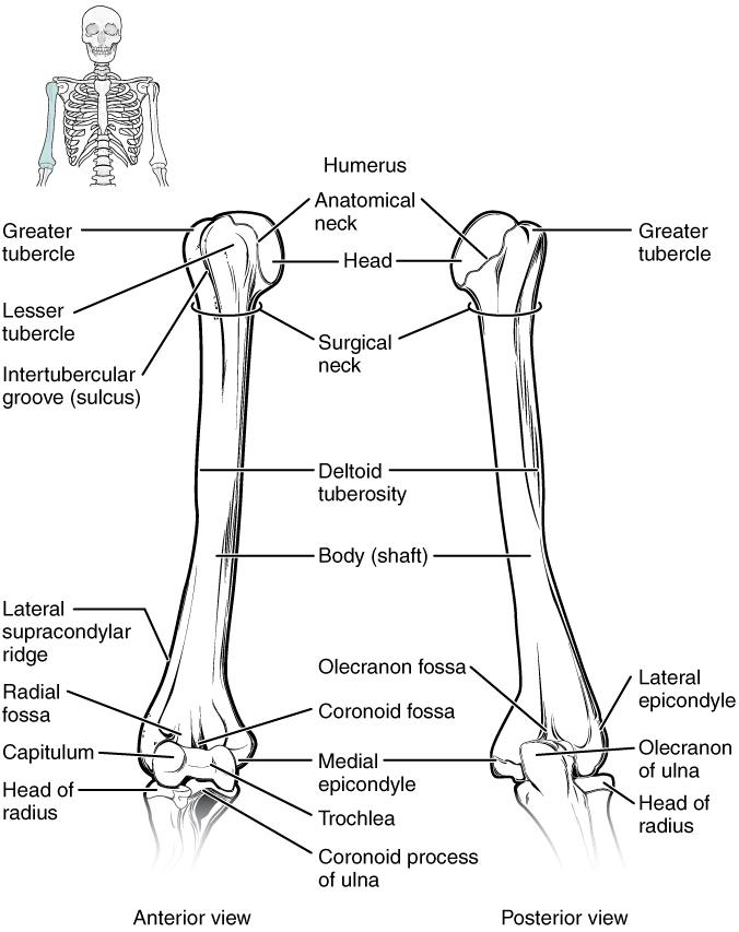 Bones of the Upper Limb  Anatomy and Physiology I