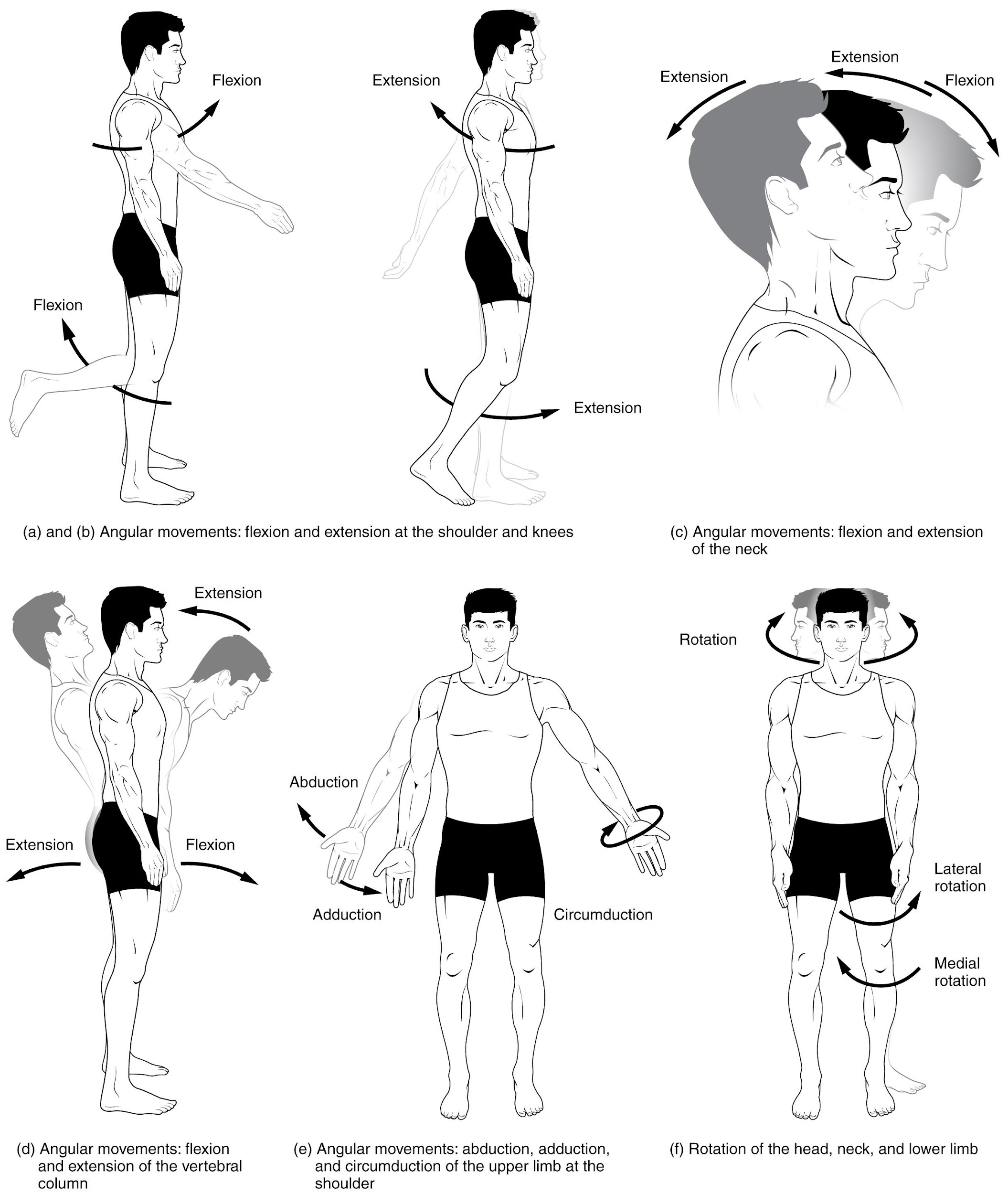 1 2 Types Of Body Movements Anatomy And Physiology I MSK At Cambrian 