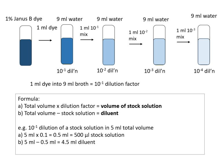 LAB 2 Basic Techniques Introductory Bacteriology Lab Manual