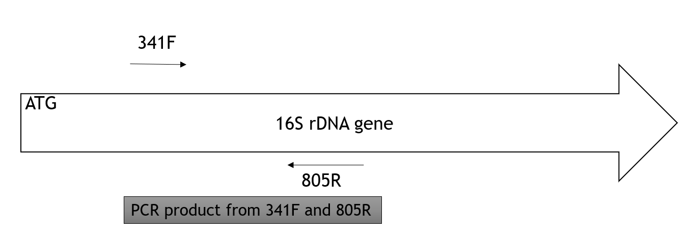 Depicts the amplification of 16s ribosomal subunit gene, as described in surrounding text.