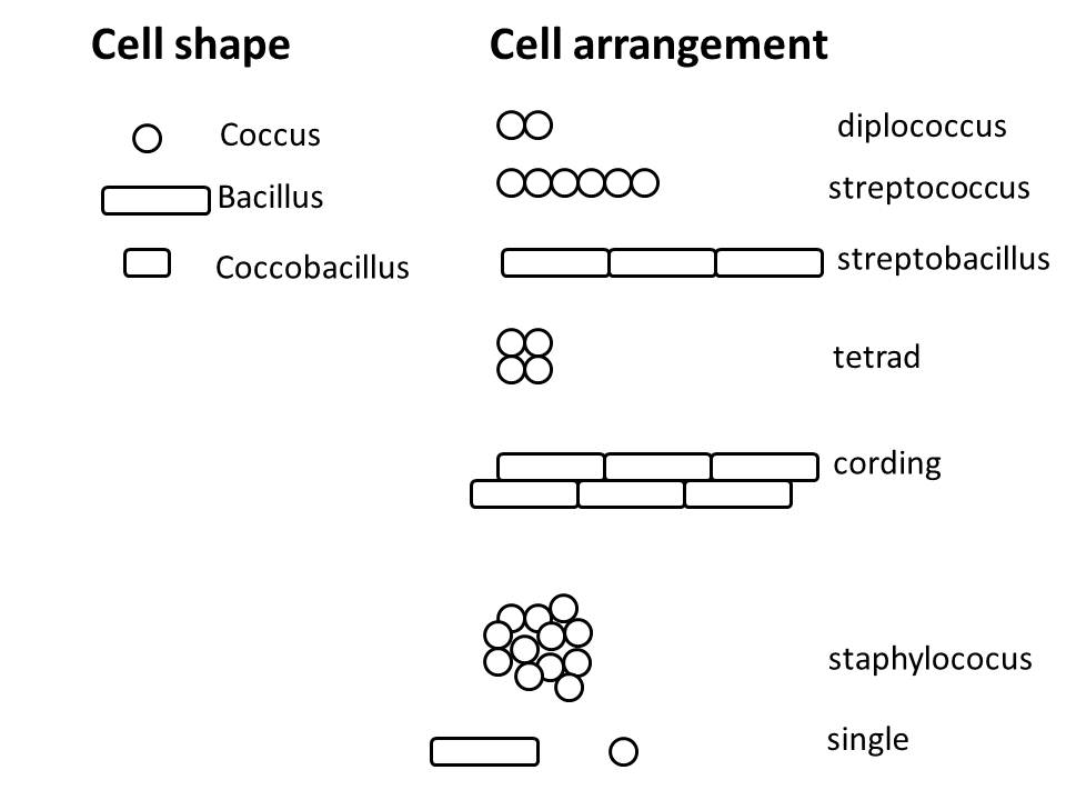 Depicts various cell shapes and arrangements, as described in surrounding text.