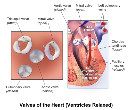 Valves of the Heart (Ventricles Relaxed)