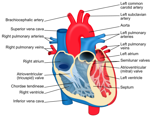 Diagram of parts of the human heart