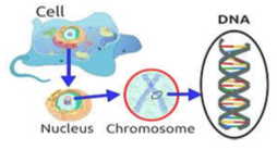 A gradual zoom-in from cell, nucleus, chromosone, to DNA.