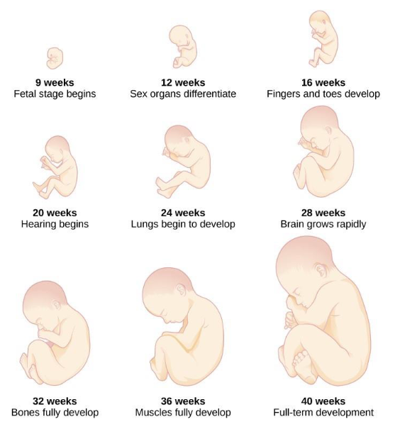 Prenatal progression from 9 weeks to 40 weeks. 9 weeks: Fetal stage begins; 12 weeks: sex organs differentiate; 16 weeks: Fingers and toes develop; 20 weeks: Hearing begins; 24 weeks: Lungs begin to develop; 28 weeks: Brain grows rapidly: 32 weeks: Bones fully develop: 36 weeks: Muscles fully develop; 40 weeks: Full-term development.