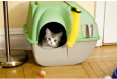 Grey and white kitten looking at the camera while being inside a grey and green cage with toys around