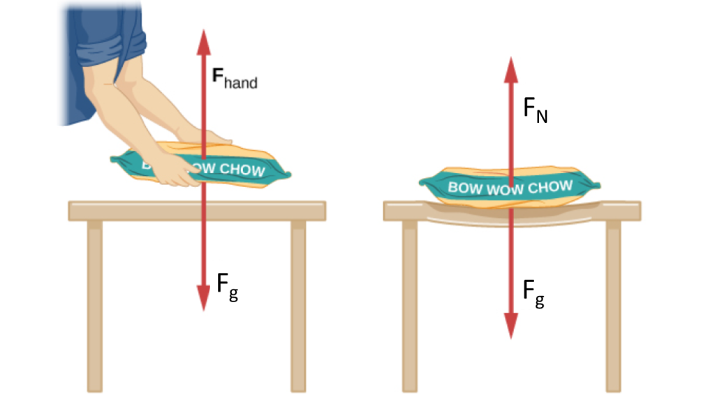 Figure a shows a person holding a bag of dog food just above a table. Force F subscript hand points up and force F subscript g points down. Figure b shows the bag placed on the table, which sags with the weight. Force N points up and force F subscript g points down.