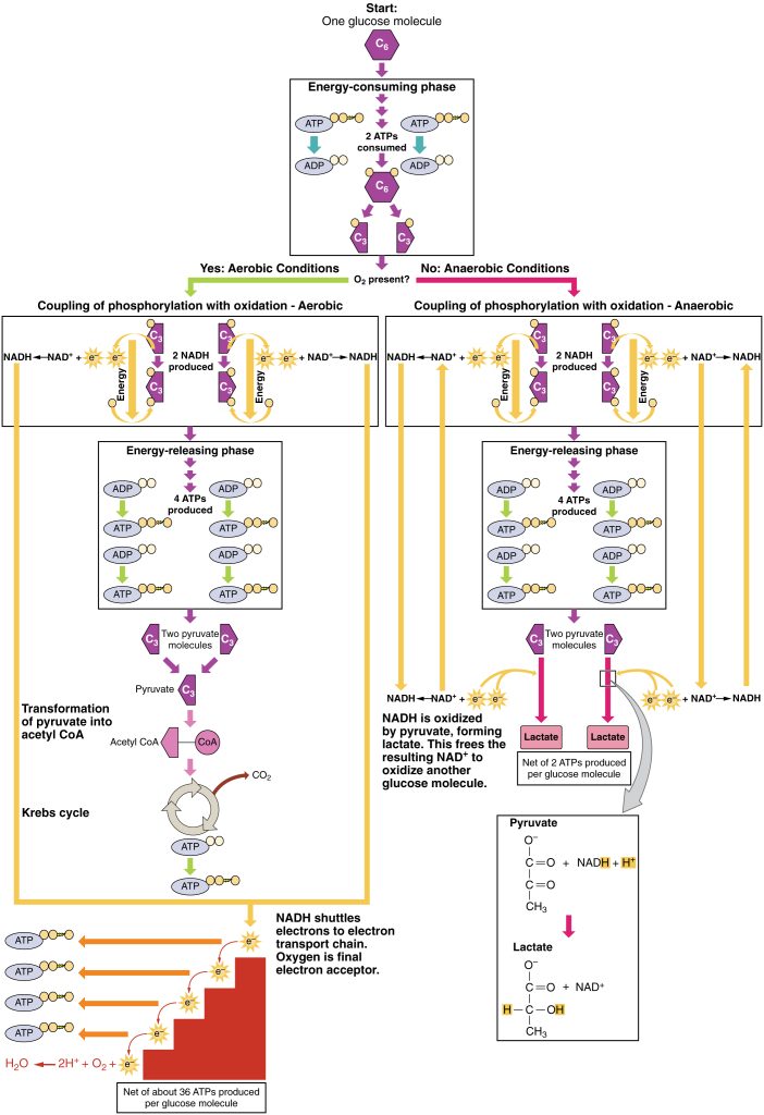 This flowchart shows the processes of anaerobic and aerobic respiration. The top image shows the energy consuming phase of glycolysis, This branches into aerobic respiration on the left and anaerobic respiration on the right.