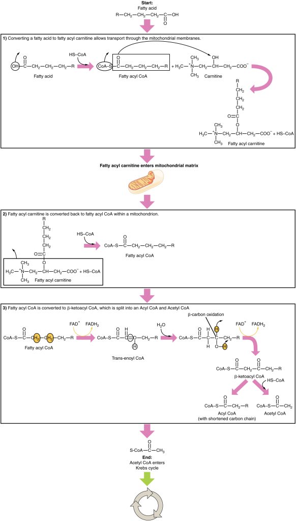 This figure shows the reactions that break down fatty acids.