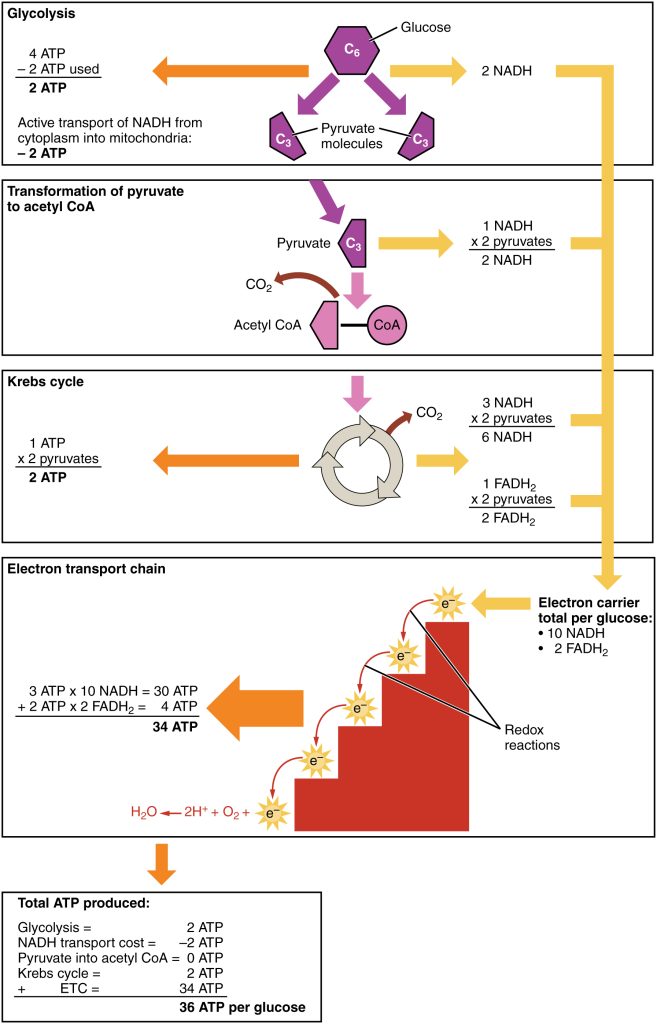 This figure shows the different steps in which carbohydrates are metabolized and lists the number of ARP molecules produced in each step. The different steps shown are glycolysis, transformation of pyruvate to acetyl-CoA, the Krebs, cycle, and the electron transport chain.