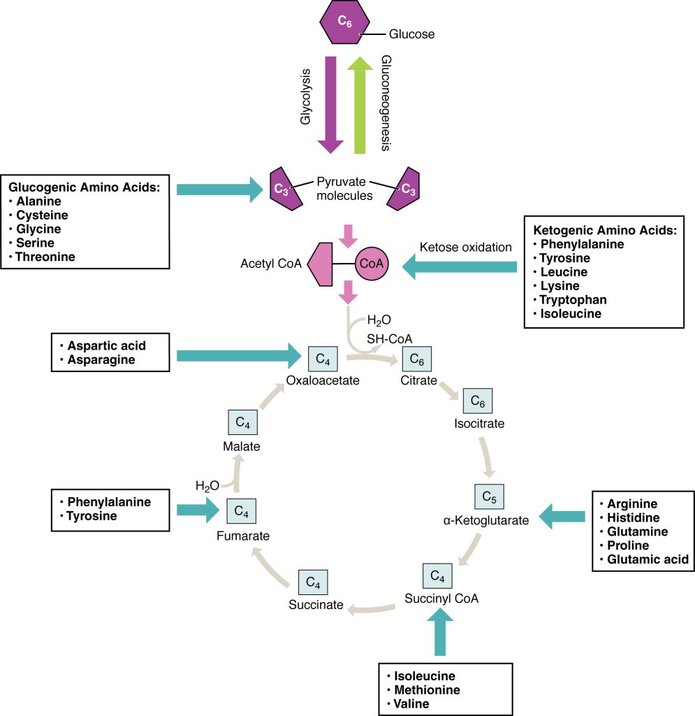 This figure shows the different reactions in which products of carbohydrate breakdown are converted into different amino acids