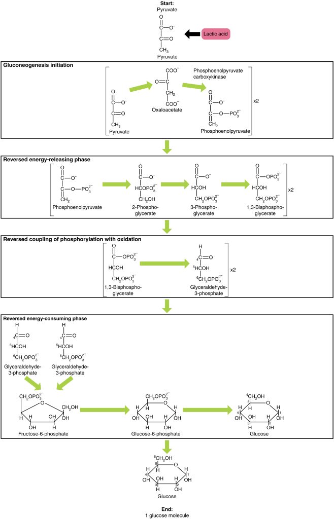 This figure shows the different steps in gluconeogenesis, where pyruvate is converted to glucose.