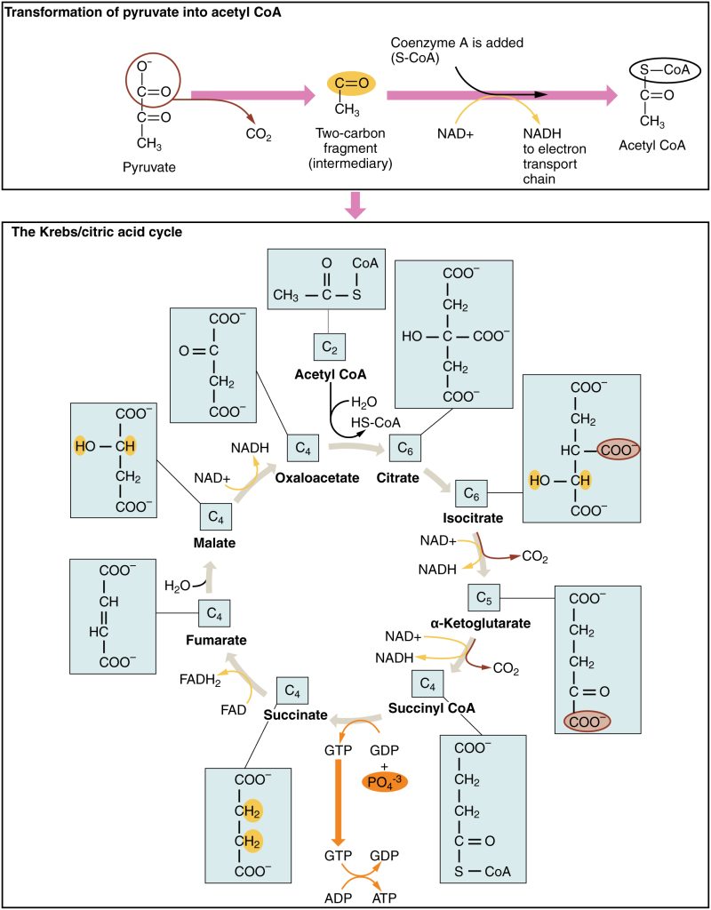 The top panel of this figure shows the transformation of pyruvate to acetyl-CoA, and the bottom panel shows the steps in the Krebs cycle.