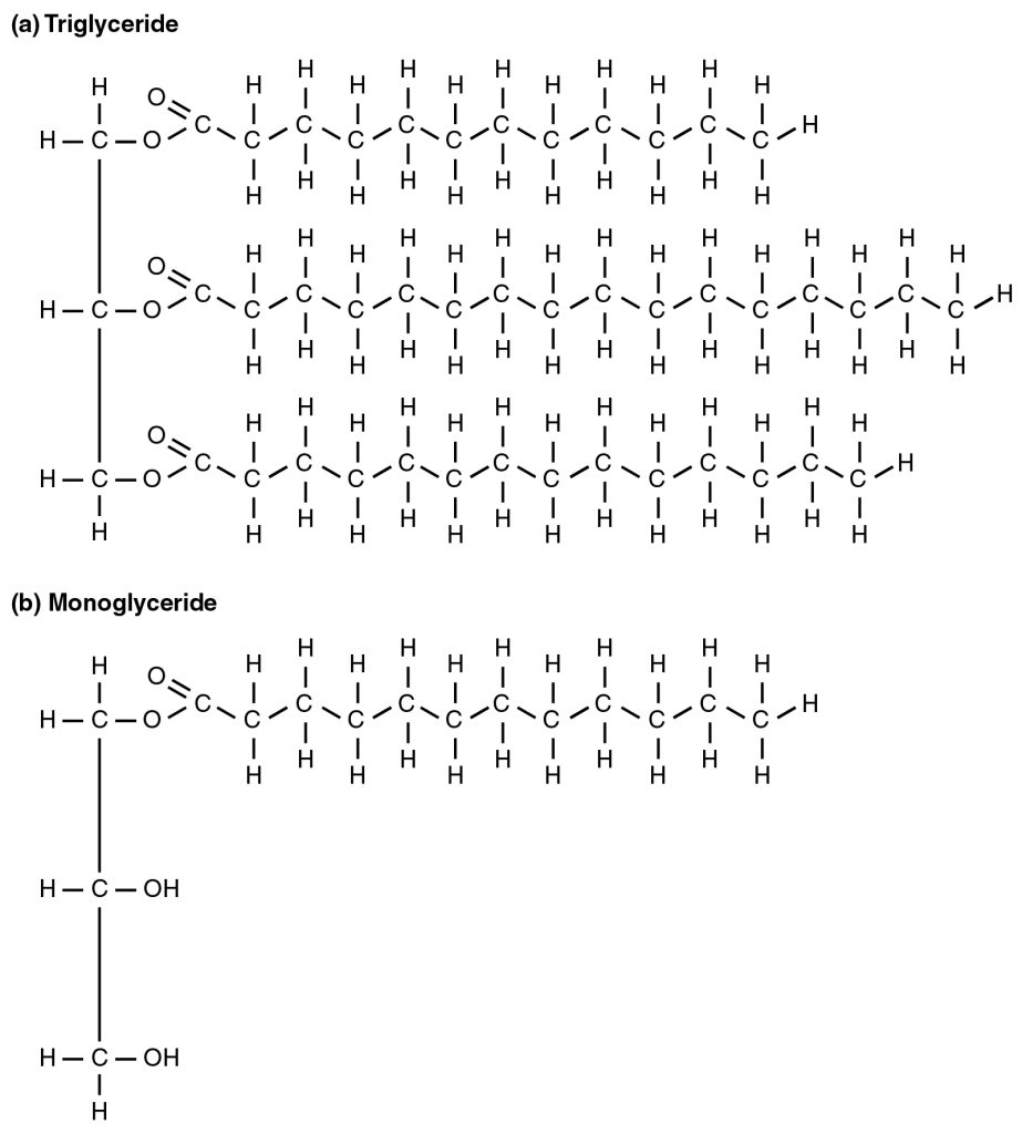 Diagram of the chemical compounds of a Triglyceride molecule (a) being broken down into a Monoglyceride molecule (b)