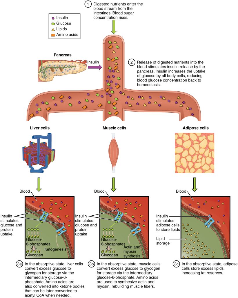 This figure shows how nutrients are absorbed by the body. The diagram shows digested nutrients entering the blood stream and being absorbed by liver cells, muscle cells, and adipose cells. Underneath each panel text details the process taking place in each cell type.