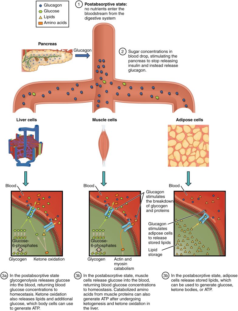 This figure shows the postabsorptive stage where no nutritients enter the blood stream from the digestive system and its effects of liver cells, muscle cells, and adipose cells.