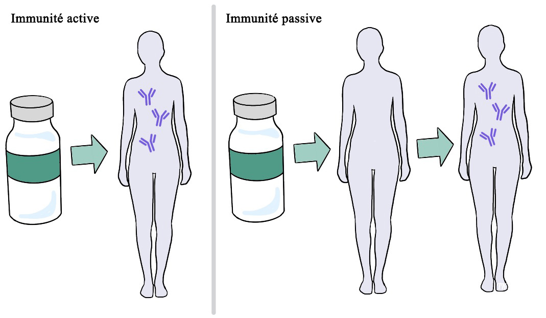 Une fiole de vaccin indique un chiffre avec des anticorps à l’intérieur du corps indiquant une immunité active. Dans la section suivante, la fiole le vaccin pointe vers un corps, puis vers un corps contenant des anticorps à l’intérieur du corps indiquant une immunité passive.