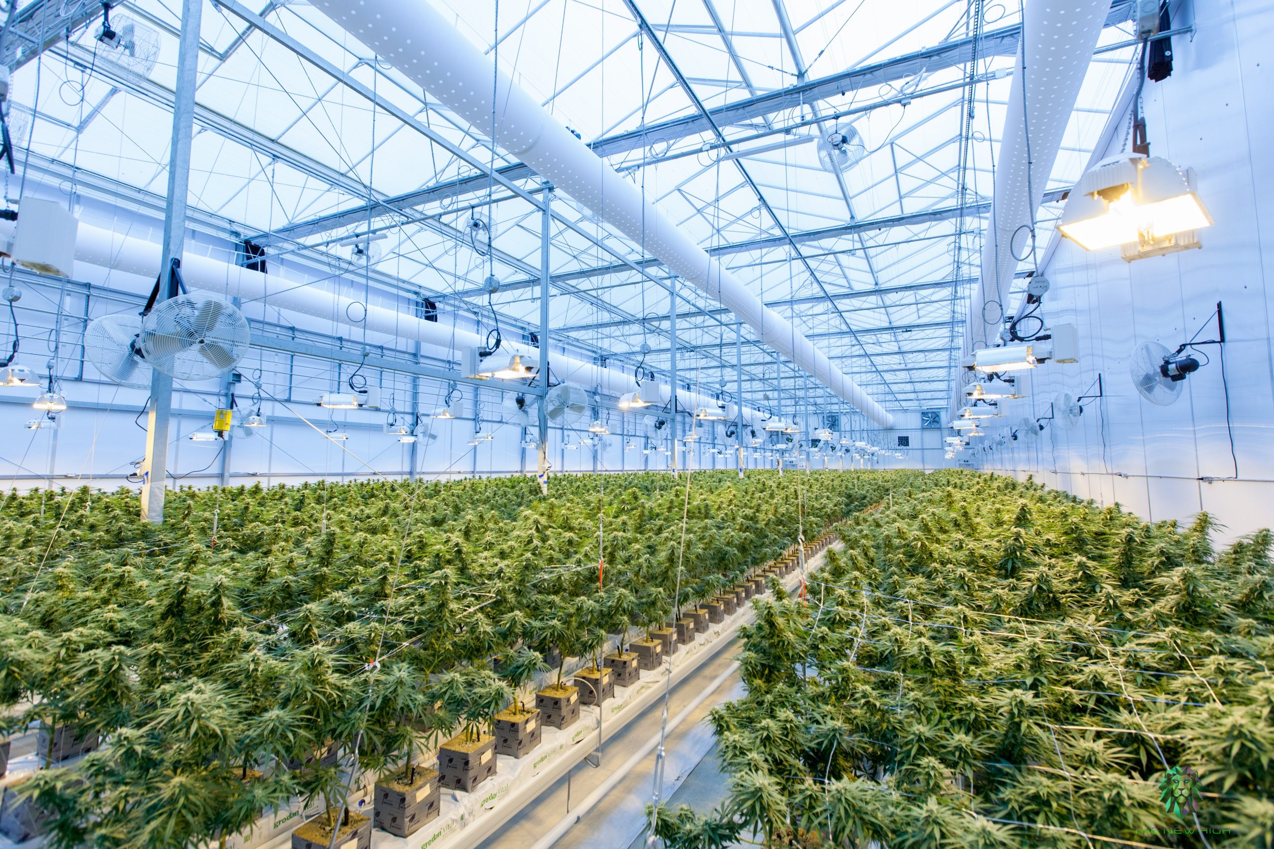 Cannabis plants growing in warehouse.