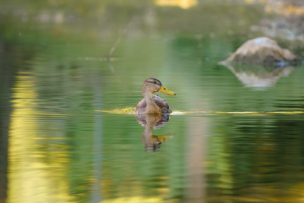 A duck swimming in a calm pond with reflections of green and gold in the water.