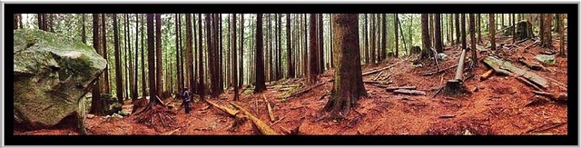 the forest floor showing the bases of very tall trees and a large rock