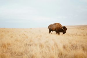 a bison standing alone in a field