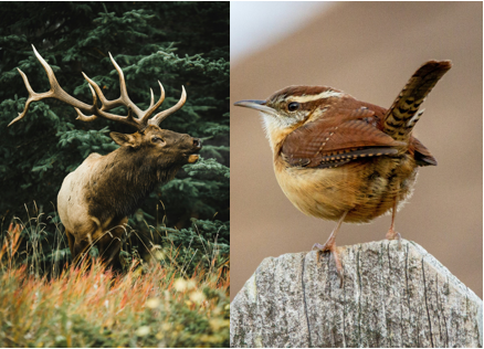 a photo of an elk with antlers is contrasted to a small wren on a fence post