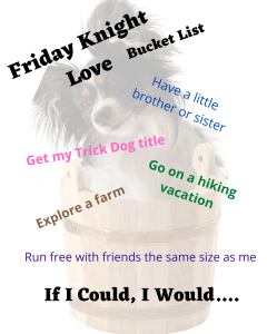 Image of a bucket list titled 'Friday Knight Love Bucket List' featuring a small, fluffy dog peeking out of a wooden bucket. The list includes aspirations like 'Get my Trick Dog title,' 'Go on a hiking vacation,' 'Explore a farm,' 'Have a little brother or sister,' and 'Run free with friends the same size as me.' The text 'If I Could, I Would...' appears at the bottom, emphasizing the dog's dreams and wishes.