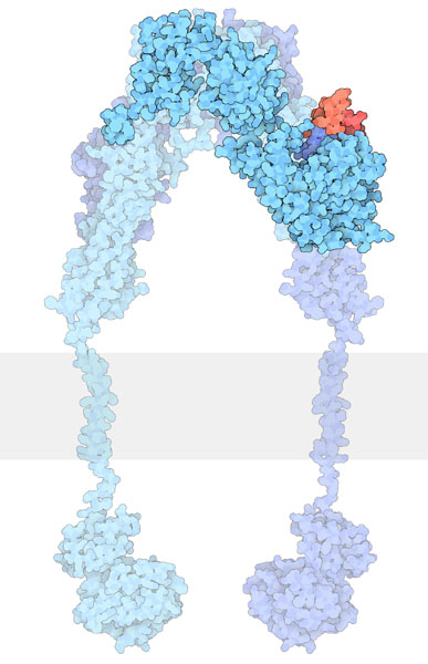 Cartoon representation of the insulin receptor bound to the ligand (insulin). 