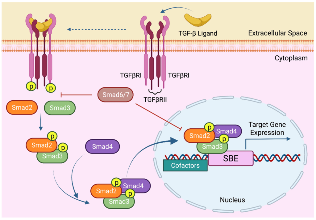 Cartoon representation of the TGF-β Signalling Pathway from a cellular context. 