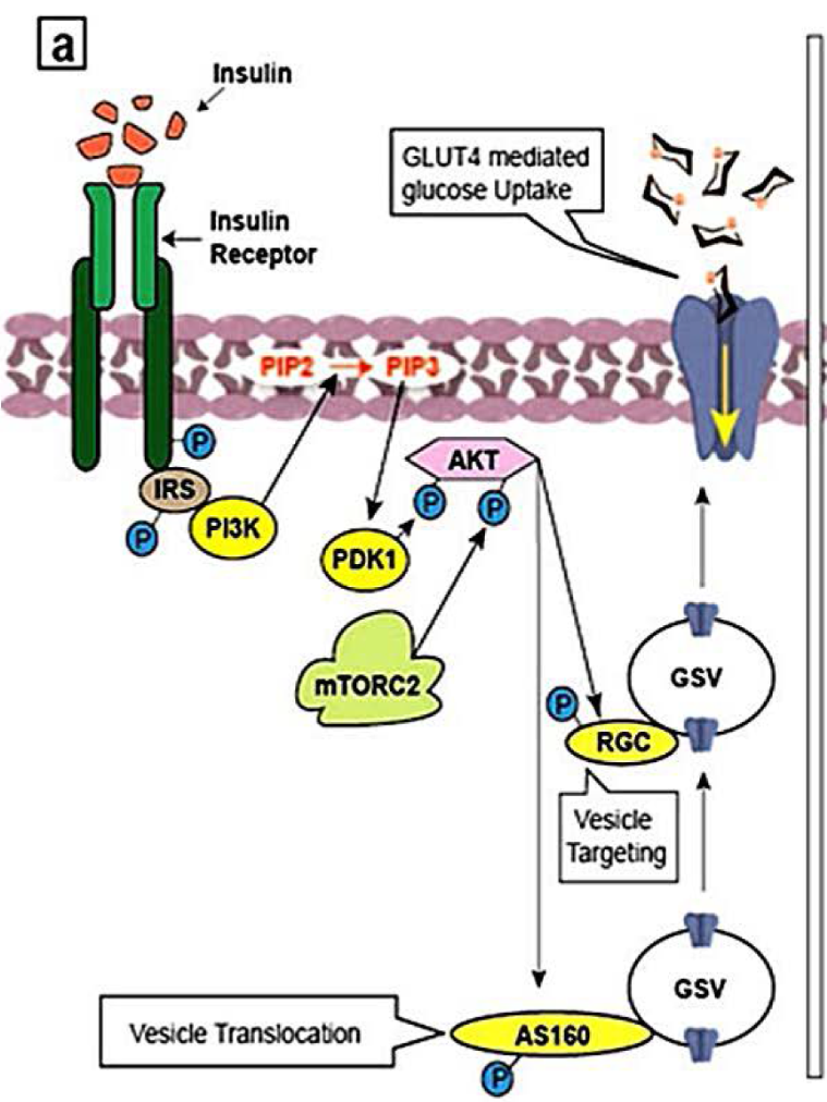 Cartoon representation of the Insulin Signalling Pathway.