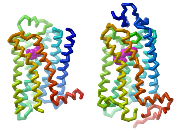 Structural representations of the heptahelical adrenergic receptor and rhodopsin receptor in the inactive form.