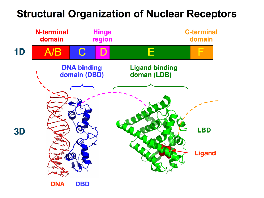 Domain architecture for nuclear receptors shown as a bar figure (1D) as well as the corresponding structural information (3D). Each domain is indicated as either A/B, C, D, E or F.
