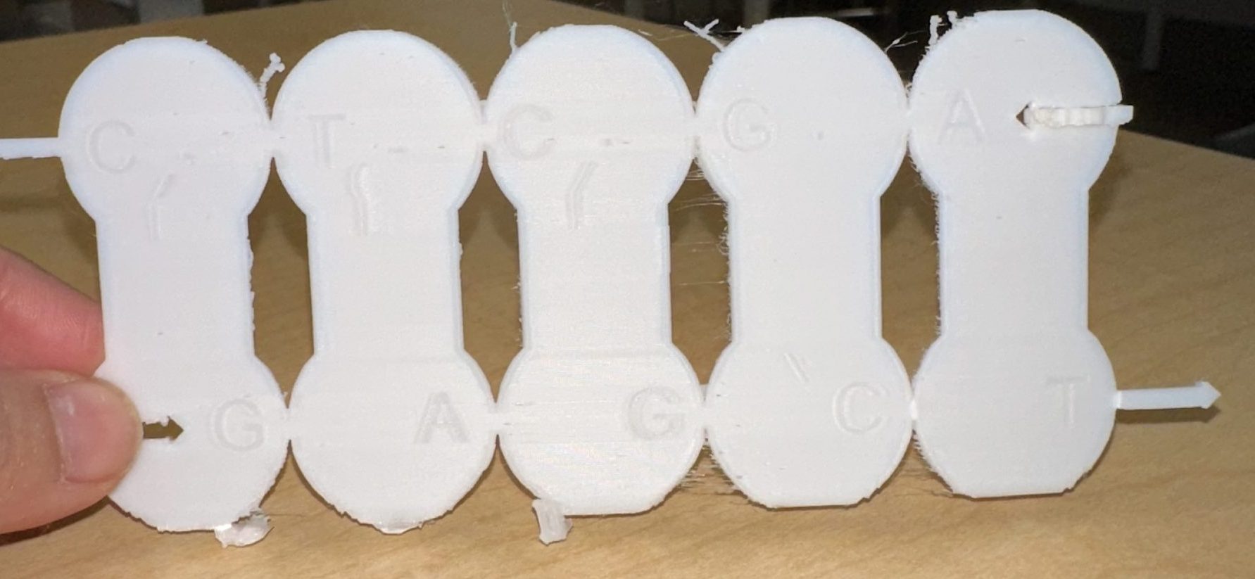 3D printed front view of the DNA replication bubble.