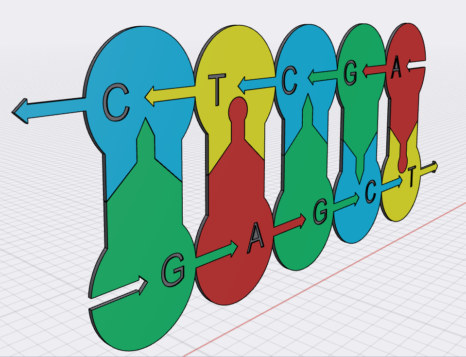 Front - side view of the DNA replication bubble.