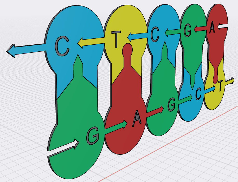 Front - side view of the DNA replication bubble.