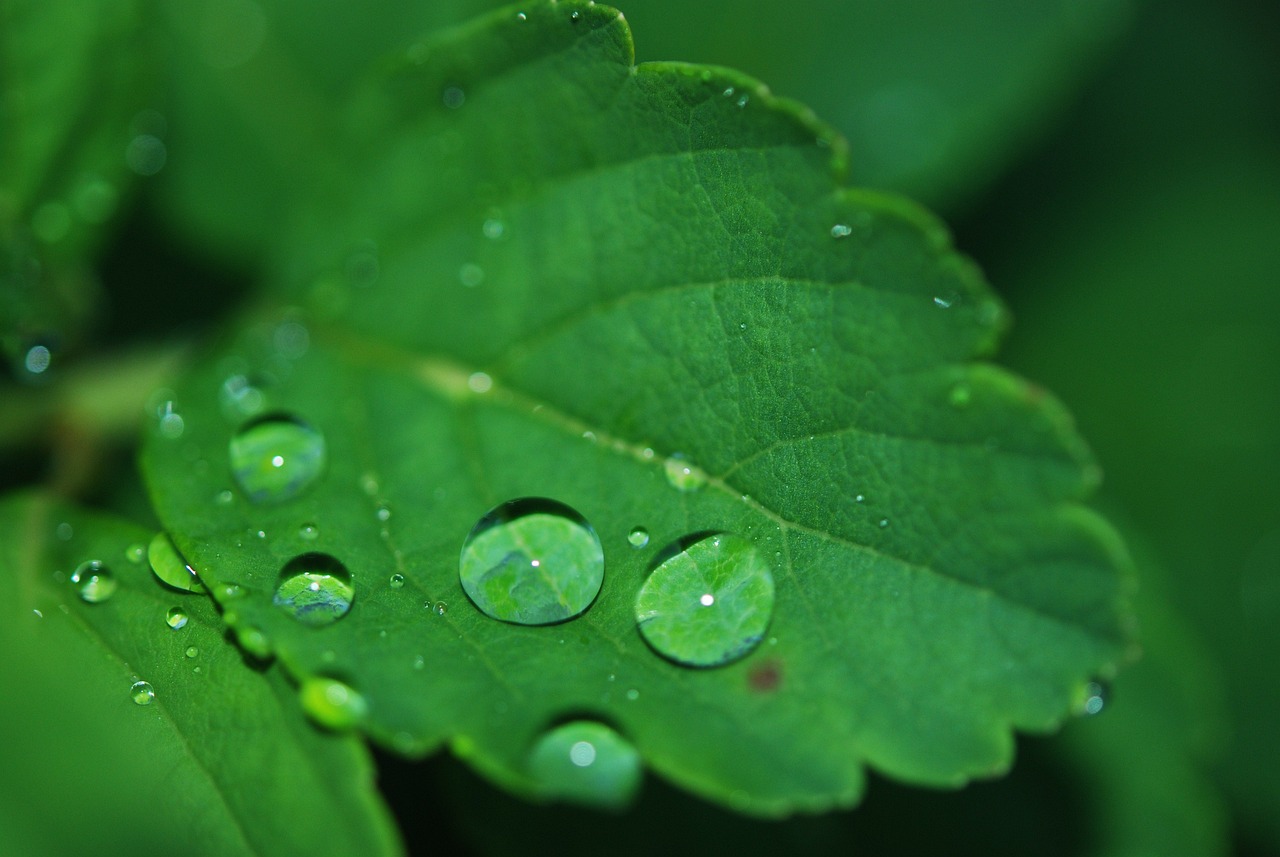 Close up photo of a green leaf with dew drops on it.