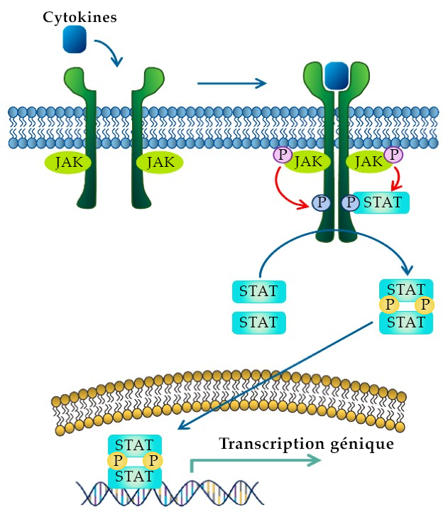 Dessin de la voie JAK-STAT.