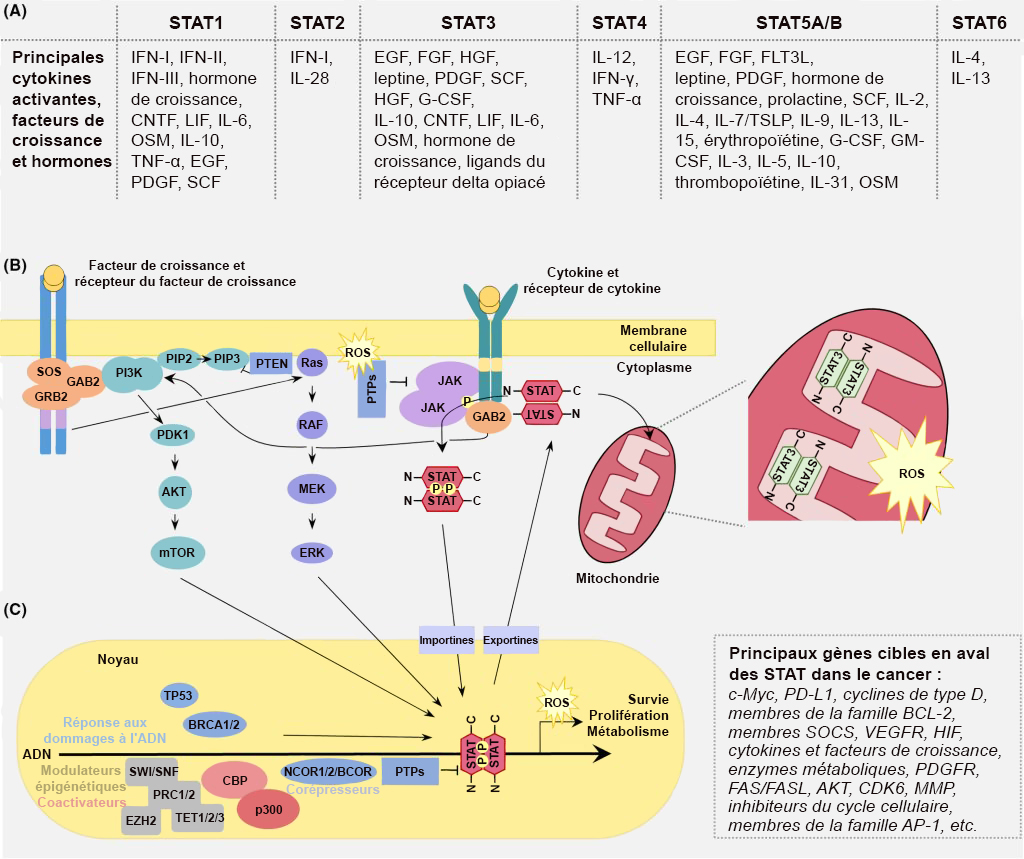 La figure A résume les divers STAT et les cytokines, facteurs de croissance et hormones correspondants. Les figures B et C présentent un dessin de la voie JAK-STAT. La figure B illustre la voie dans le cytoplasme de la cellule, tandis que la figure C se concentre sur les événements survenant dans le noyau de la cellule.