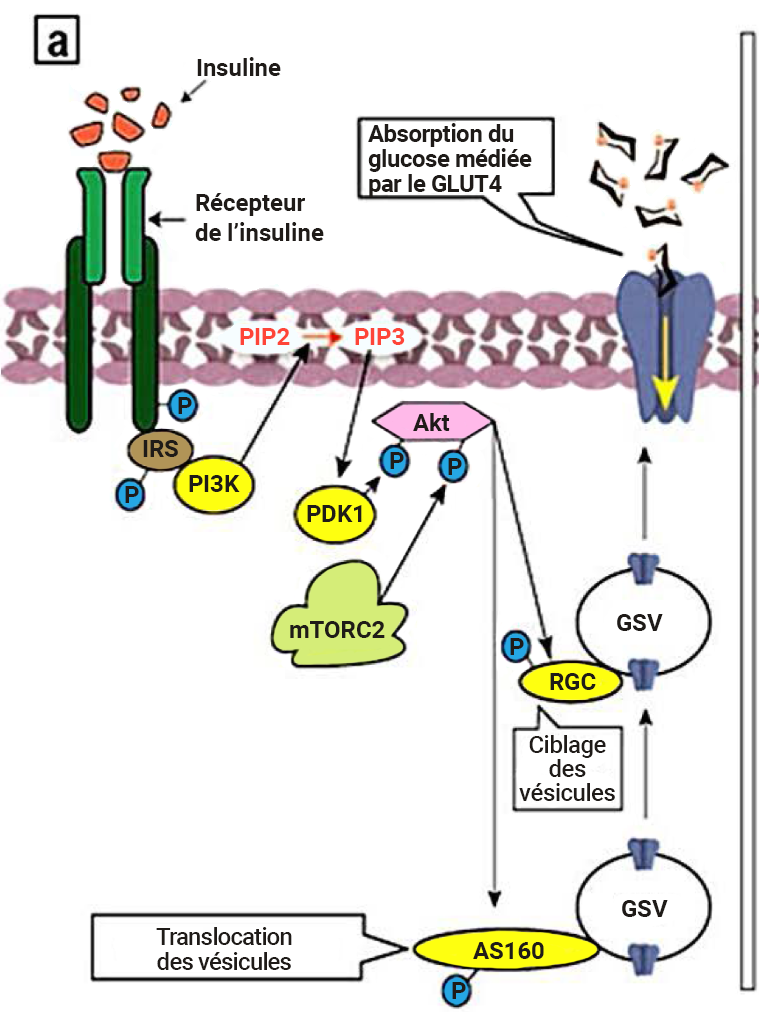 Dessin de la voie de signalisation de l’insuline.