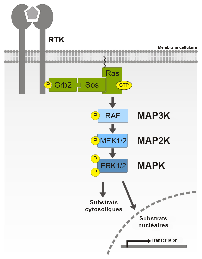 Dessin de la voie de signalisation de la MAPK dans un contexte cellulaire.