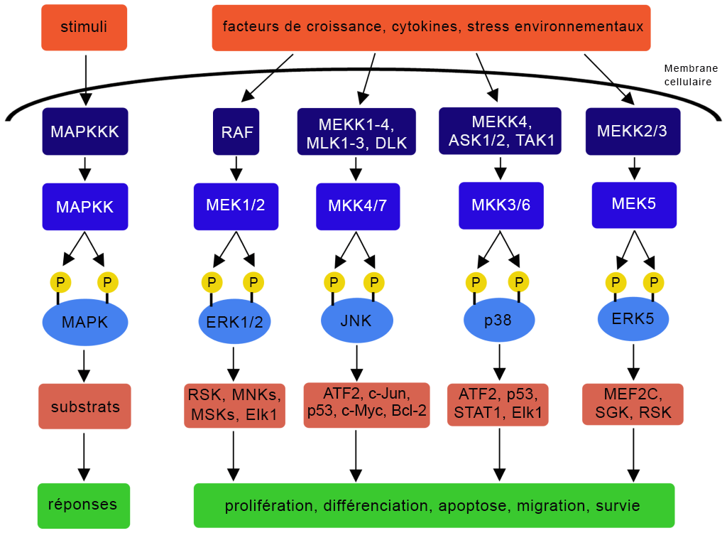 Schéma des extrants biologiques de la voie MAPK à l’intérieur d’une cellule représentative.