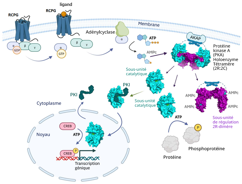 Dessin de la voie de signalisation de la PKA dans un contexte cellulaire.