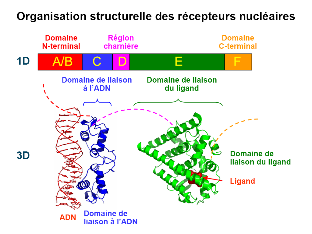 Chapitre 4 : Récepteurs nucléaires dans les voies de signalisation ...